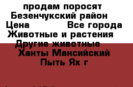 продам поросят .Безенчукский район  › Цена ­ 2 500 - Все города Животные и растения » Другие животные   . Ханты-Мансийский,Пыть-Ях г.